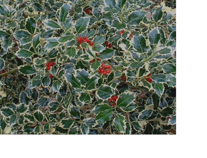 We grow our own holly!
